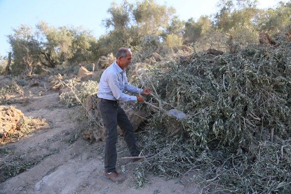 يتفقد فلسطينيون أشجار زيتون اقتُلعت خلال عمليات تجريف الأراضي التي نفذتها جرافات إسرائيلية في بلدة عرابة، جنوب غرب جنين، بالضفة الغربية، في 3 سبتمبر/أيلول 2026. (صورة: محمد ناصر)
