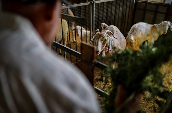 مربّو ماشية ودواجن فلسطينيون يتفقدون أغنامًا ودجاجًا وطيور سمان في مزرعة بحي الزيتون بمدينة غزة، في 29 سبتمبر/أيلول 2026. (صورة: بلال أسامة)