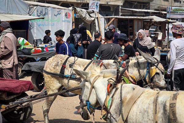 فلسطينيون يستخدمون عربات تجرها الحيوانات لنقل الأشخاص والبضائع في خان يونس، جنوب قطاع غزة، في 29 سبتمبر/أيلول 2026، وسط أزمة نقل حادة. (صورة: طارق محمد)