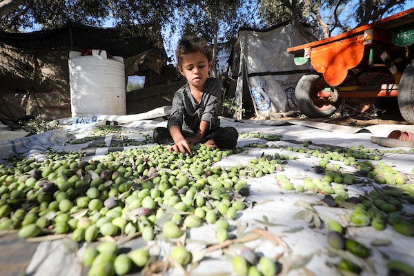 عائلة فلسطينية تقطف ثمار الزيتون في دير البلح وسط قطاع غزة، في 28 سبتمبر/أيلول 2026، للمرة الأولى منذ عامين. (صورة: معز صالحي)