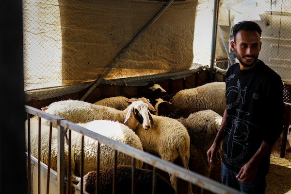 مربّو ماشية ودواجن فلسطينيون يتفقدون أغنامًا ودجاجًا وطيور سمان في مزرعة بحي الزيتون بمدينة غزة، في 29 سبتمبر/أيلول 2026. (صورة: بلال أسامة)