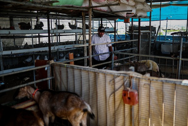مربّو ماشية ودواجن فلسطينيون يتفقدون أغنامًا ودجاجًا وطيور سمان في مزرعة بحي الزيتون بمدينة غزة، في 29 سبتمبر/أيلول 2026. (صورة: بلال أسامة)