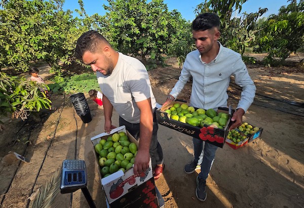 يحصد مزارعون فلسطينيون الجوافة في منطقة المواصي، غرب خان يونس، جنوب قطاع غزة، في 3 سبتمبر/أيلول 2026. (صورة: طارق محمد)