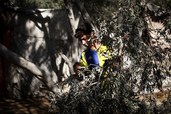 عائلة فلسطينية تقطف ثمار الزيتون في دير البلح وسط قطاع غزة، في 28 سبتمبر/أيلول 2026، للمرة الأولى منذ عامين. (صورة: معز صالحي)