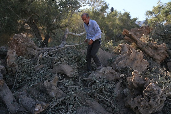 يتفقد فلسطينيون أشجار زيتون اقتُلعت خلال عمليات تجريف الأراضي التي نفذتها جرافات إسرائيلية في بلدة عرابة، جنوب غرب جنين، بالضفة الغربية، في 3 سبتمبر/أيلول 2026. (صورة: محمد ناصر)