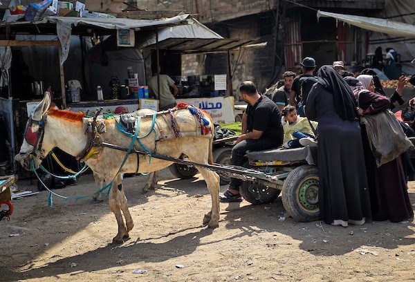 فلسطينيون يستخدمون عربات تجرها الحيوانات لنقل الأشخاص والبضائع في خان يونس، جنوب قطاع غزة، في 29 سبتمبر/أيلول 2026، وسط أزمة نقل حادة. (صورة: طارق محمد)