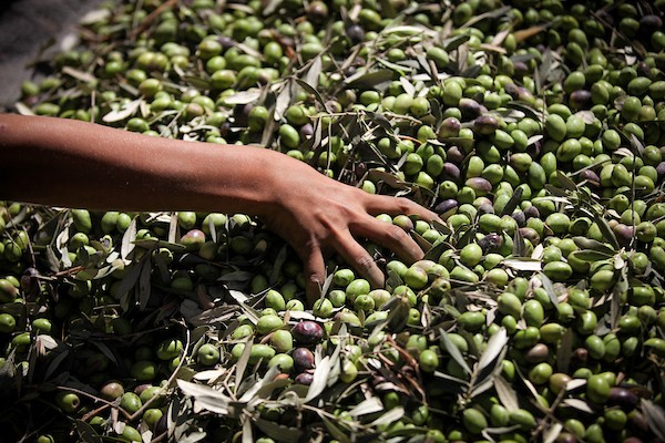 عائلة فلسطينية تقطف ثمار الزيتون في دير البلح وسط قطاع غزة، في 28 سبتمبر/أيلول 2026، للمرة الأولى منذ عامين. (صورة: معز صالحي)