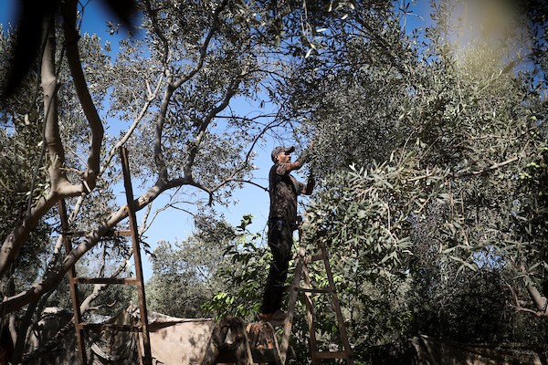 عائلة فلسطينية تقطف ثمار الزيتون في دير البلح وسط قطاع غزة، في 28 سبتمبر/أيلول 2026، للمرة الأولى منذ عامين، بعد أن حالت الغارات الإسرائيلية دون وصولها إلى أراضيها الزراعية. (صورة: معز صالحي)