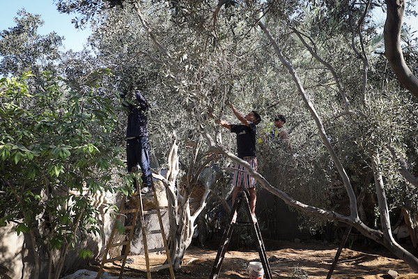 عائلة فلسطينية تقطف ثمار الزيتون في دير البلح وسط قطاع غزة، في 28 سبتمبر/أيلول 2026، للمرة الأولى منذ عامين. (صورة: معز صالحي)