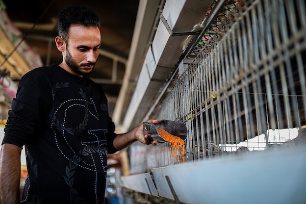 مربّو ماشية ودواجن فلسطينيون يتفقدون أغنامًا ودجاجًا وطيور سمان في مزرعة بحي الزيتون بمدينة غزة، في 29 سبتمبر/أيلول 2026. (صورة: بلال أسامة)