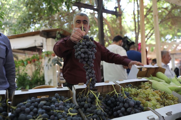 مزارعون وسكان فلسطينيون يشاركون في مهرجان «أيام العنب الخليلي» في البلدة القديمة بمدينة الخليل، في 26 سبتمبر/أيلول 2026. تصوير: مأمون وزوز.