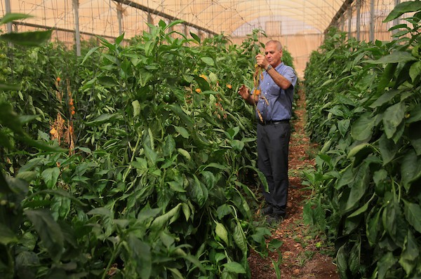 فلسطينيون يزرعون الخضراوات ويجنون محاصيلهم في الأغوار الشمالية بالضفة الغربية، في 12 أكتوبر/تشرين الأول 2026. (تصوير: محمد ناصر)