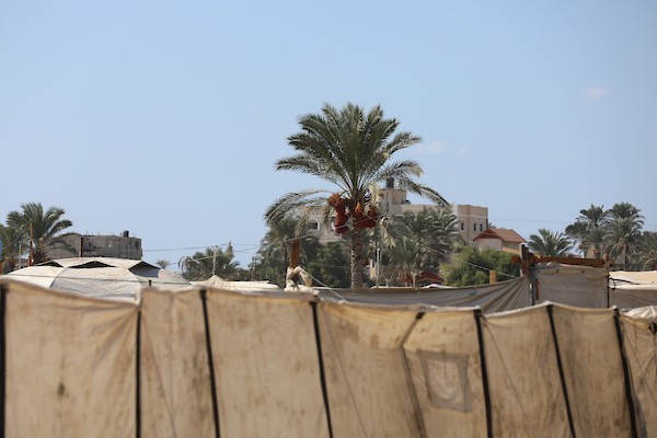فلسطينيون يقطفون ثمار البلح من أشجار النخيل خلال موسم الحصاد في مدينة دير البلح، وسط قطاع غزة، في 4 أكتوبر/تشرين الأول 2026. (تصوير: حسن الجدي)