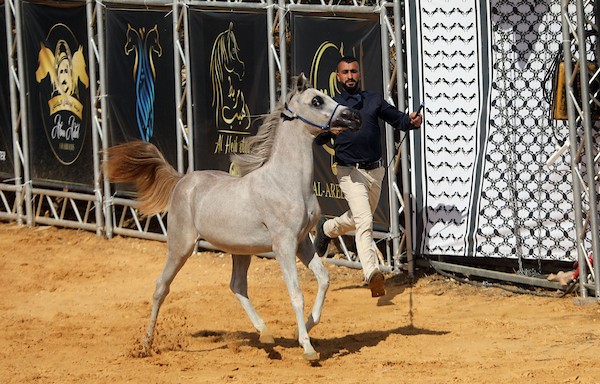 استعرض فلسطينيون خيولاً عربية أصيلة خلال بطولة خليل الرحمن الدولية لجمال الخيول العربية في مدينة الخليل في الأول من أكتوبر/تشرين الأول 2026.تصوير: مأمون وزواز