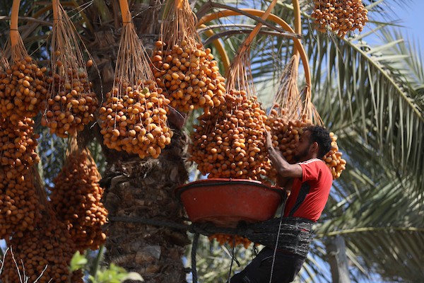 فلسطينيون يقطفون ثمار البلح من أشجار النخيل خلال موسم الحصاد في مدينة دير البلح، وسط قطاع غزة، في 4 أكتوبر/تشرين الأول 2026. (تصوير: حسن الجدي)