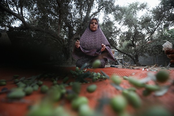 فلسطينيون يقطفون ثمار الزيتون بجوار خيامهم في دير البلح، وسط قطاع غزة، 9 تشرين الأول/أكتوبر 2026. (تصوير: حسن الجدي)