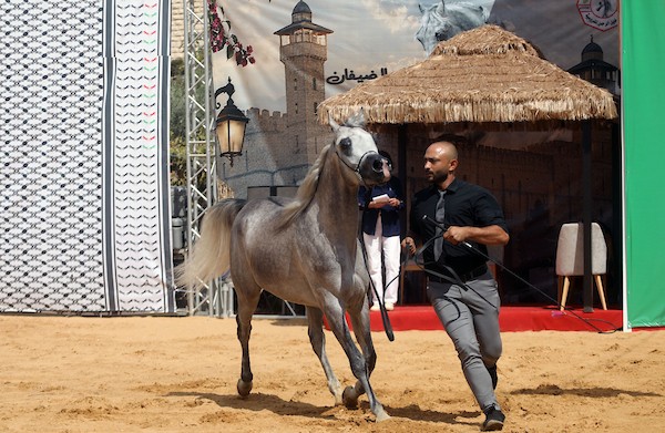 استعرض فلسطينيون خيولاً عربية أصيلة خلال بطولة خليل الرحمن الدولية لجمال الخيول العربية في مدينة الخليل في الأول من أكتوبر/تشرين الأول 2026.تصوير: مأمون وزواز