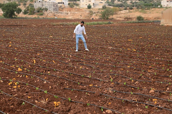 فلسطينيون يزرعون الخضراوات ويجنون محاصيلهم في الأغوار الشمالية بالضفة الغربية، في 12 أكتوبر/تشرين الأول 2026. (تصوير: محمد ناصر)