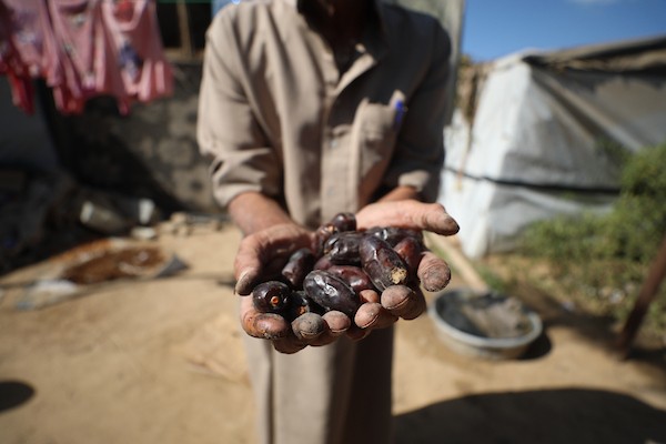 فلسطينيون يقطفون ثمار البلح من أشجار النخيل خلال موسم الحصاد في مدينة دير البلح، وسط قطاع غزة، في 4 أكتوبر/تشرين الأول 2026. (تصوير: حسن الجدي)