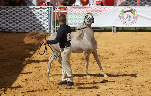 استعرض فلسطينيون خيولاً عربية أصيلة خلال بطولة خليل الرحمن الدولية لجمال الخيول العربية في مدينة الخليل في الأول من أكتوبر/تشرين الأول 2026.تصوير: مأمون وزواز
