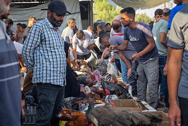 يعرض مربّو الطيور والدواجن طيورهم ودواجنهم في سوق أسبوعي في مواصي خان يونس، جنوب قطاع غزة، في الأول من أكتوبر/تشرين الأول 2026.(صورة: طارق محمد)