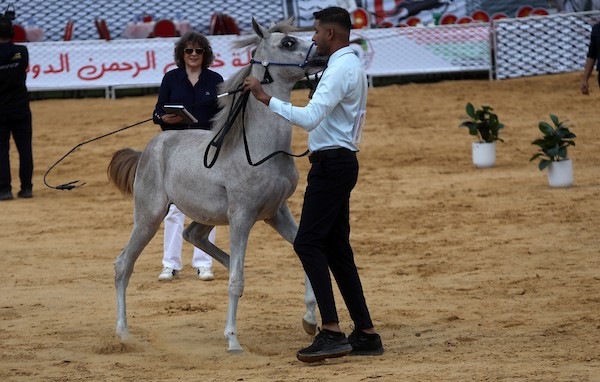 استعرض فلسطينيون خيولاً عربية أصيلة خلال بطولة خليل الرحمن الدولية لجمال الخيول العربية في مدينة الخليل في الأول من أكتوبر/تشرين الأول 2026.تصوير: مأمون وزواز
