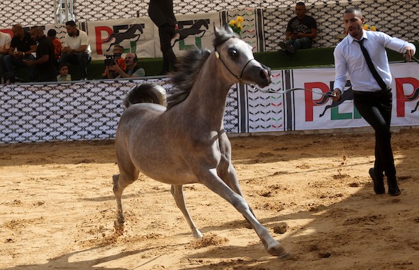 استعرض فلسطينيون خيولاً عربية أصيلة خلال بطولة خليل الرحمن الدولية لجمال الخيول العربية في مدينة الخليل في الأول من أكتوبر/تشرين الأول 2026.تصوير: مأمون وزواز
