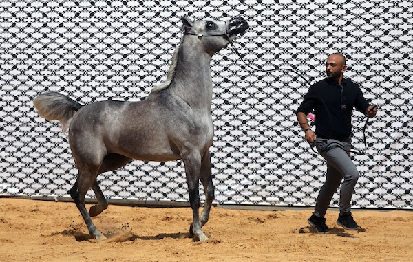 استعرض فلسطينيون خيولاً عربية أصيلة خلال بطولة خليل الرحمن الدولية لجمال الخيول العربية في مدينة الخليل في الأول من أكتوبر/تشرين الأول 2026.تصوير: مأمون وزواز