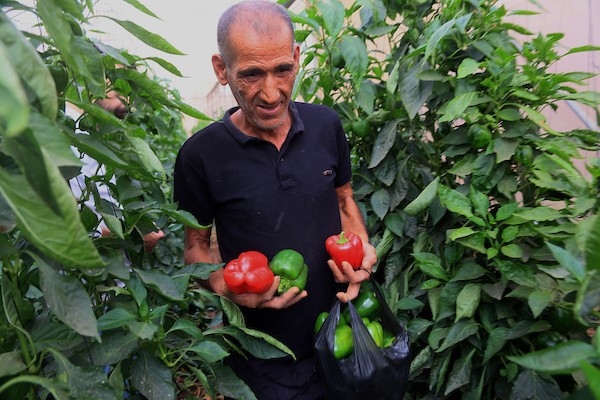 فلسطينيون يزرعون الخضراوات ويجنون محاصيلهم في الأغوار الشمالية بالضفة الغربية، في 12 أكتوبر/تشرين الأول 2026. (تصوير: محمد ناصر)