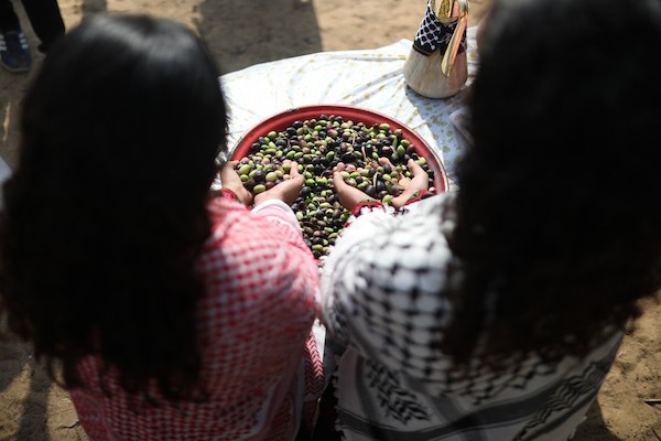 فلسطينيون يشاركون في قطف ثمار الزيتون خلال فعالية تطوعية، بمدينة غزة، في 10 أكتوبر/تشرين الأول 2026. (تصوير: بلال أسامة)