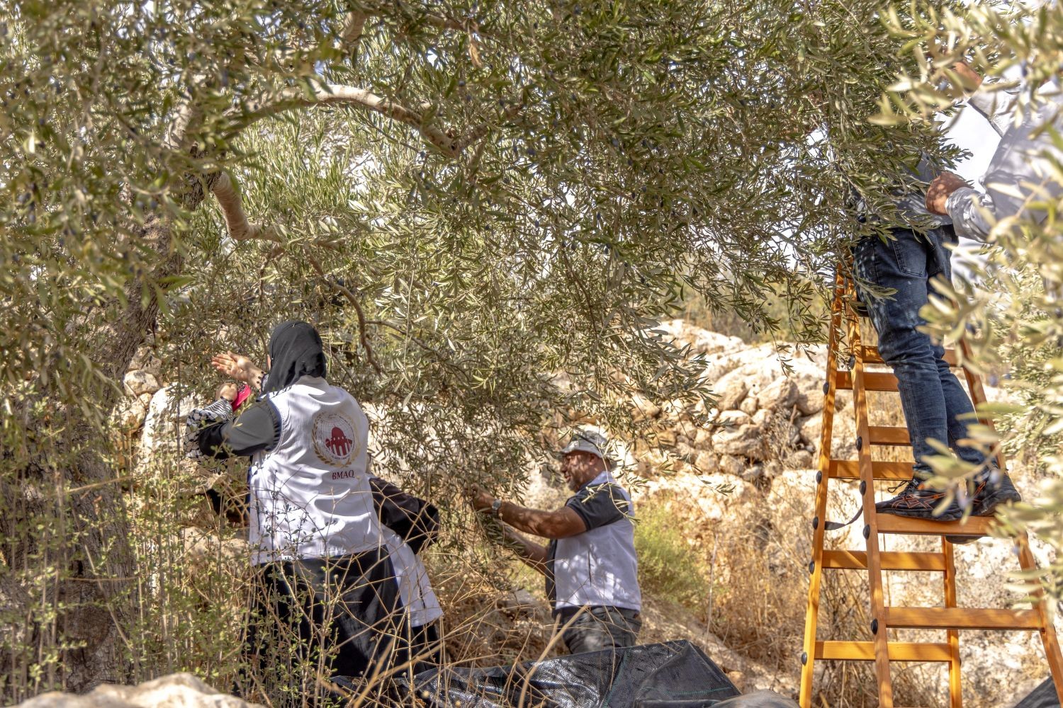 وكالة بيت مال القدس الشريف تواصل دعم قاطفي الزيتون ضمن حملة عونة 2026 2.jpg