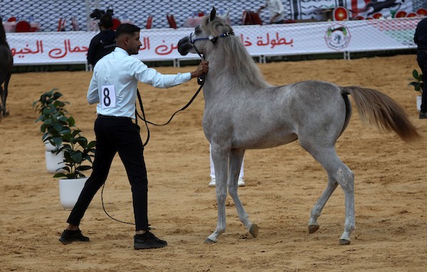استعرض فلسطينيون خيولاً عربية أصيلة خلال بطولة خليل الرحمن الدولية لجمال الخيول العربية في مدينة الخليل في الأول من أكتوبر/تشرين الأول 2026.تصوير: مأمون وزواز