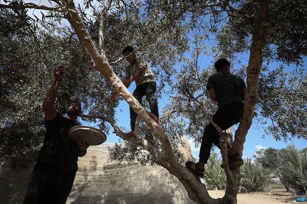 فلسطينيون يقطفون ثمار الزيتون بجوار خيامهم في دير البلح، وسط قطاع غزة، 9 تشرين الأول/أكتوبر 2026. (تصوير: حسن الجدي)