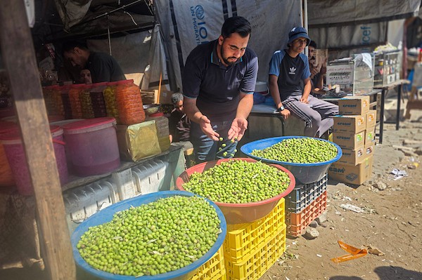 يعرض الفلسطينيون الزيتون في عدد محدود من الأكشاك المتفرقة غرب خان يونس، جنوب قطاع غزة، في 3 أكتوبر/تشرين الأول 2026. (صورة: طارق محمد)