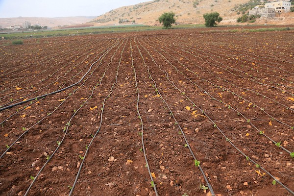 فلسطينيون يزرعون الخضراوات ويجنون محاصيلهم في الأغوار الشمالية بالضفة الغربية، في 12 أكتوبر/تشرين الأول 2026. (تصوير: محمد ناصر)