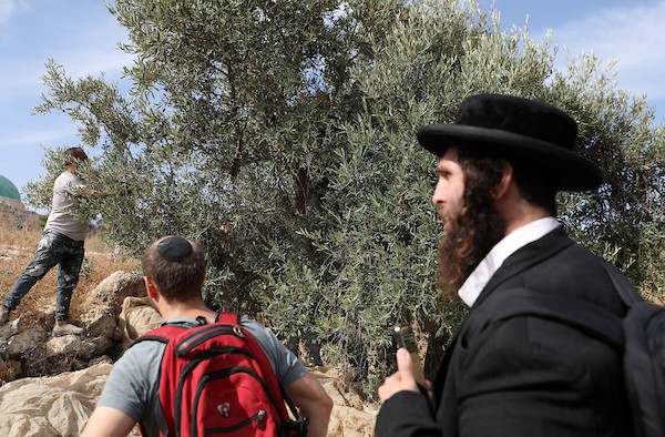 فلسطينيون ونشطاء سلام دوليون يشاركون في قطف الزيتون ببلدة إذنا غرب الخليل، في 13 أكتوبر/تشرين الأول 2026. (تصوير: مأمون وزواز)