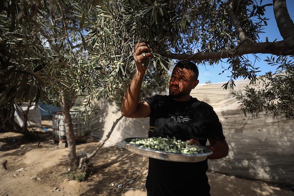 فلسطينيون يقطفون ثمار الزيتون بجوار خيامهم في دير البلح، وسط قطاع غزة، 9 تشرين الأول/أكتوبر 2026. (تصوير: حسن الجدي)