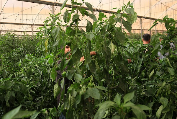 فلسطينيون يزرعون الخضراوات ويجنون محاصيلهم في الأغوار الشمالية بالضفة الغربية، في 12 أكتوبر/تشرين الأول 2026. (تصوير: محمد ناصر)