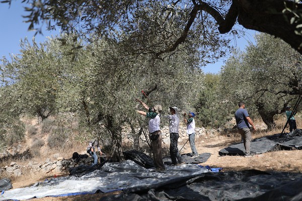متضامنون دوليون يشاركون مزارعين فلسطينيين قطف ثمار الزيتون في بلدة بتير غرب بيت لحم بالضفة الغربية، الخميس 22 أكتوبر 2026.تصوير: مأمون وزواز