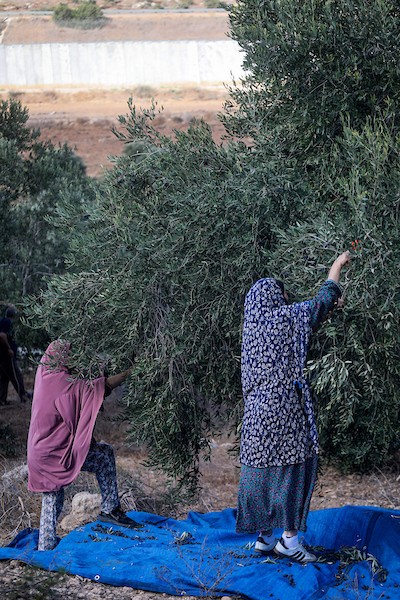 مزارعون يقطفون ثمار الزيتون في أحد الحقول بقرية بيت عوا، غرب الخليل، بالقرب من جدار الفصل الإسرائيلي في الضفة الغربية، يوم 15 أكتوبر/تشرين الأول 2026. (تصوير: مأمون وزواز)