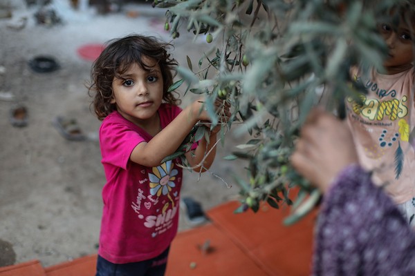 فلسطينيون يقطفون ثمار الزيتون بجوار خيامهم في دير البلح، وسط قطاع غزة، 9 تشرين الأول/أكتوبر 2026. (تصوير: حسن الجدي)