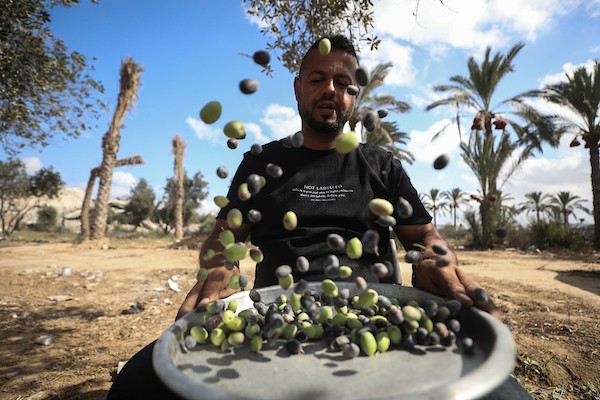 فلسطينيون يقطفون ثمار الزيتون بجوار خيامهم في دير البلح، وسط قطاع غزة، 9 تشرين الأول/أكتوبر 2026. (تصوير: حسن الجدي)