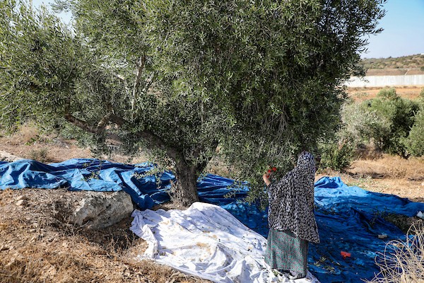 مزارعون يقطفون ثمار الزيتون في أحد الحقول بقرية بيت عوا، غرب الخليل، بالقرب من جدار الفصل الإسرائيلي في الضفة الغربية، يوم 15 أكتوبر/تشرين الأول 2026. (تصوير: مأمون وزواز)