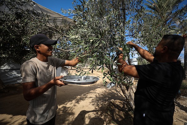 فلسطينيون يقطفون ثمار الزيتون بجوار خيامهم في دير البلح، وسط قطاع غزة، 9 تشرين الأول/أكتوبر 2026. (تصوير: حسن الجدي)