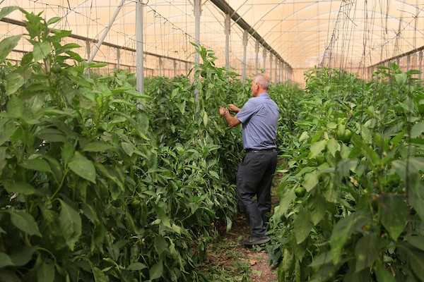 فلسطينيون يزرعون الخضراوات ويجنون محاصيلهم في الأغوار الشمالية بالضفة الغربية، في 12 أكتوبر/تشرين الأول 2026. (تصوير: محمد ناصر)