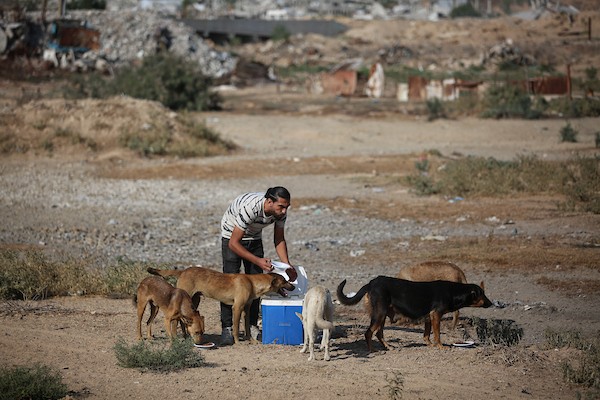 الفلسطيني أسامة فايز عفانة (33 عامًا) يقدم الطعام والرعاية الطبية مجانًا للقطط والكلاب الضالة أمام منزله في مخيم النصيرات وسط قطاع غزة، 28 أكتوبر/تشرين الأول 2026. (تصوير: حسن الجدي)