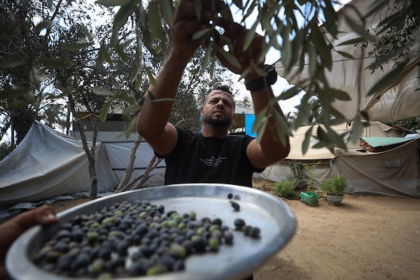 فلسطينيون يقطفون ثمار الزيتون بجوار خيامهم في دير البلح، وسط قطاع غزة، 9 تشرين الأول/أكتوبر 2026. (تصوير: حسن الجدي)