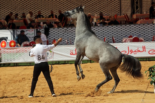 استعرض فلسطينيون خيولاً عربية أصيلة خلال بطولة خليل الرحمن الدولية لجمال الخيول العربية في مدينة الخليل في الأول من أكتوبر/تشرين الأول 2026.تصوير: مأمون وزواز