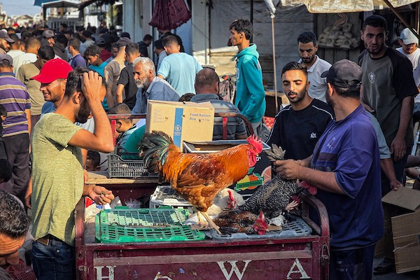 يعرض مربّو الطيور والدواجن طيورهم ودواجنهم في سوق أسبوعي في مواصي خان يونس، جنوب قطاع غزة، في الأول من أكتوبر/تشرين الأول 2026.(صورة: طارق محمد)