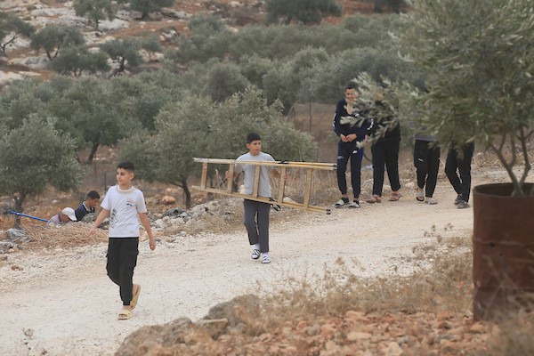جنود إسرائيليون يلاحقون مزارعين فلسطينيين بين أشجار الزيتون خلال موسم القطاف في قرية سالم، شرق نابلس بالضفة الغربية، في 18 أكتوبر/تشرين الأول 2026.تصوير: محمد ناصر